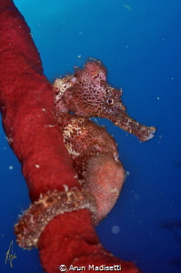 Lined seahorse, Hiippocampus reidi by Arun Madisetti 